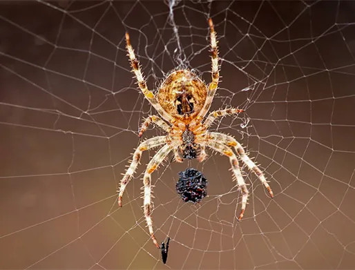 Dedetização de Aranhas na Granja Viana