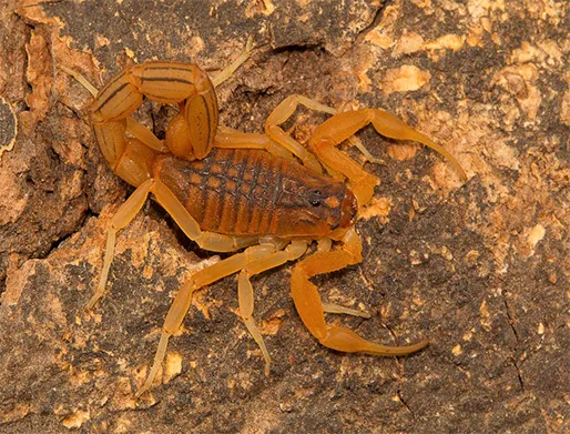 Dedetização de Escorpiões na Granja Viana