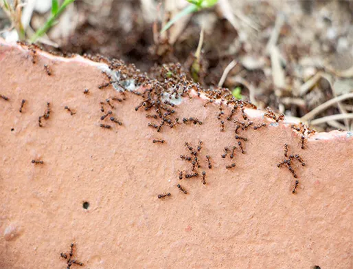 Dedetização de Formigas na Granja Viana