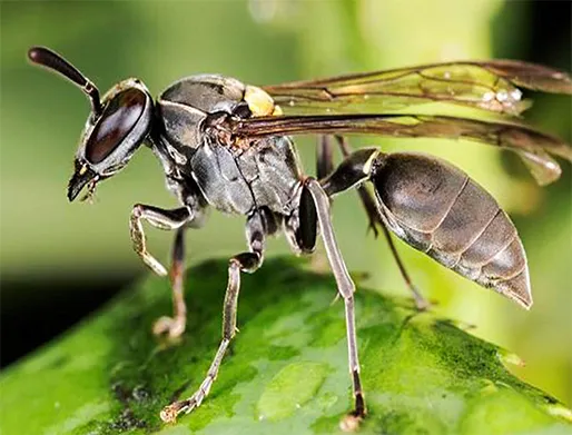 Dedetização de Marimbondos na Granja Viana