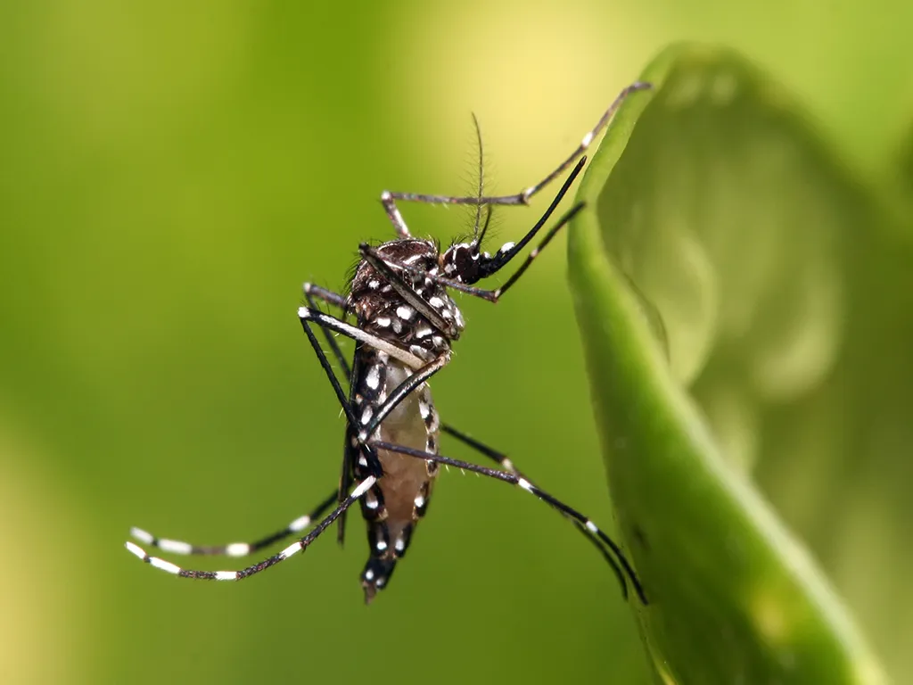 Dedetização de Mosquitos na Granja Viana