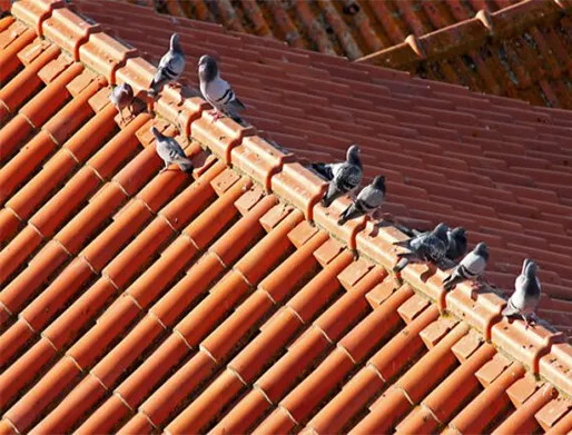 Dedetização de Pombos na Granja Viana