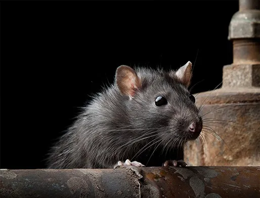 Dedetização de Ratos na Granja Viana